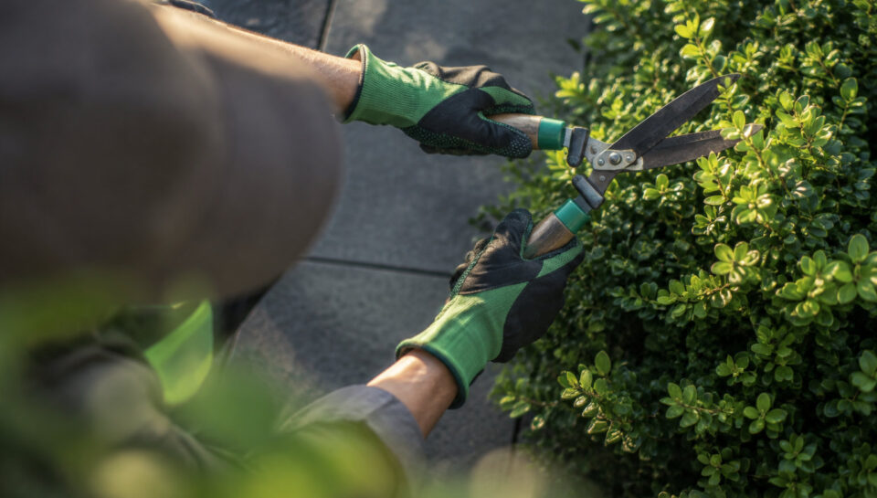 Vue en plongée d'un jardinier portant des gants verts et noirs, utilisant un sécateur pour tailler un buisson.